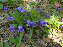 Zhongyaopix紫花地丁1.jpg