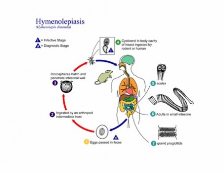 绦虫病.jpg