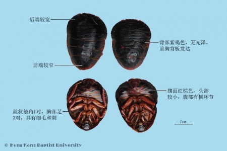 土鳖虫鉴别.jpg