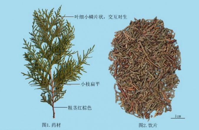 侧柏叶 - 中医百科 - 专业的中医百科|中医针灸|中药百科|中医数据库